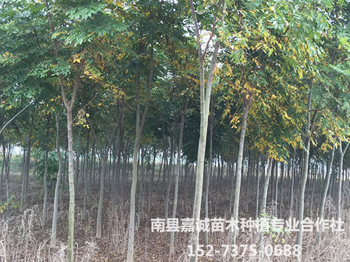 栾树-(3)