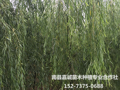 垂柳-(6)