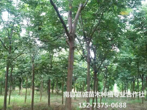栾树-(4)