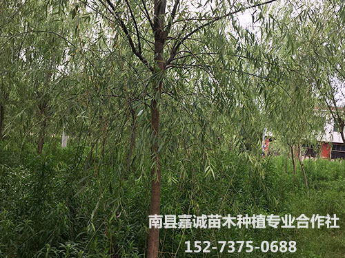 柳树-(3)