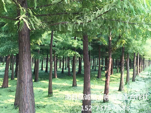 落羽杉-(11)