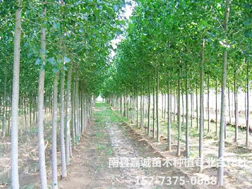 杨树-(4)