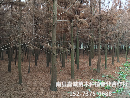池杉-(3)