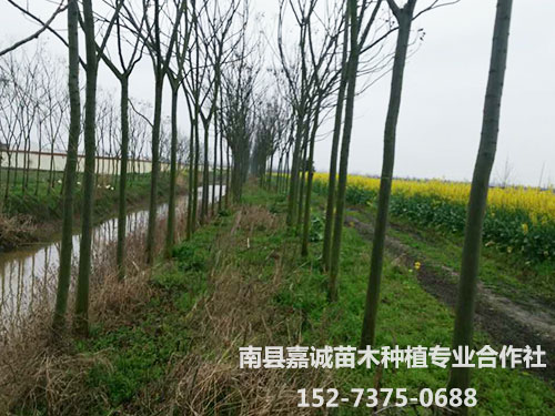 栾树-(6)