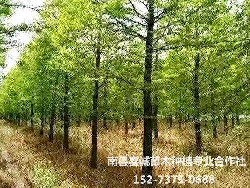 水松-(4)