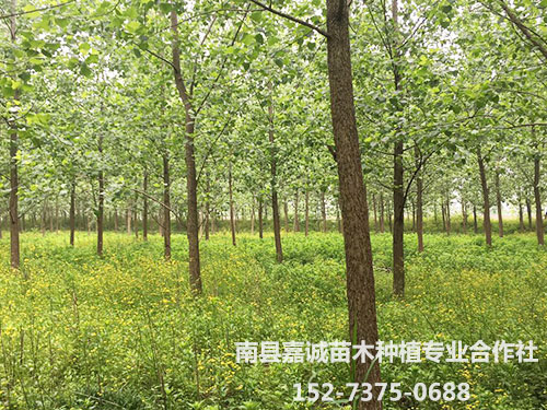 杨树-(6)