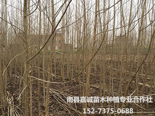 杨树-(7)