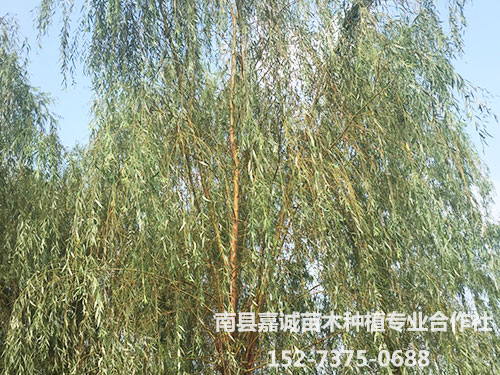 垂柳-(1)