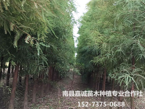 墨西哥落羽杉-(4)