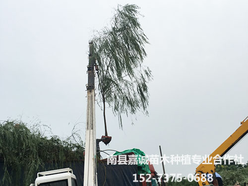 垂柳-(4)