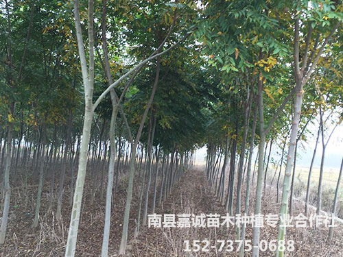 栾树-(2)