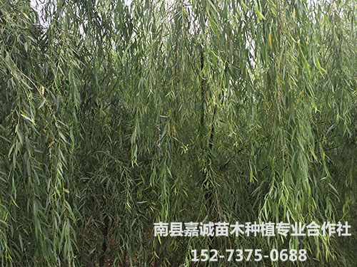 垂柳-(2)