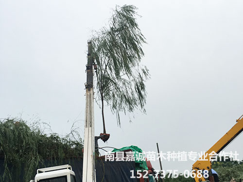 柳树-(1)