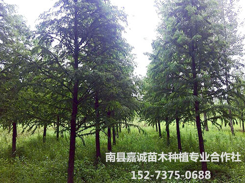 鼠标一点，明山头镇上亿株“洞庭三杉”点绿黄河以南