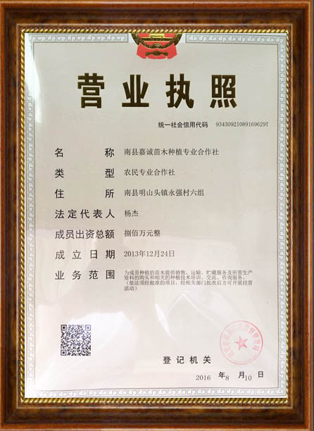 南县嘉诚苗木种植专业合作社,南县水杉,南县池杉,杉类苗木哪里好