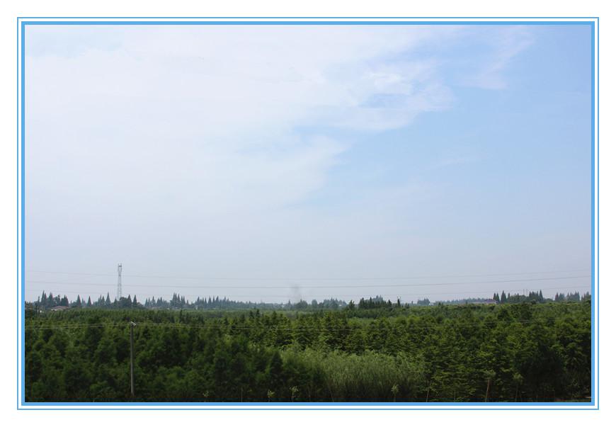 南县嘉诚苗木种植专业合作社,南县水杉,南县池杉,杉类苗木哪里好 南县嘉诚苗木种植专业合作社,南县水杉,南县池杉,杉类苗木哪里好