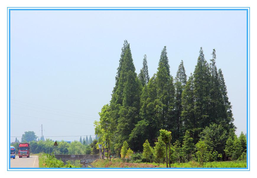 南县嘉诚苗木种植专业合作社,南县水杉,南县池杉,杉类苗木哪里好 南县嘉诚苗木种植专业合作社,南县水杉,南县池杉,杉类苗木哪里好