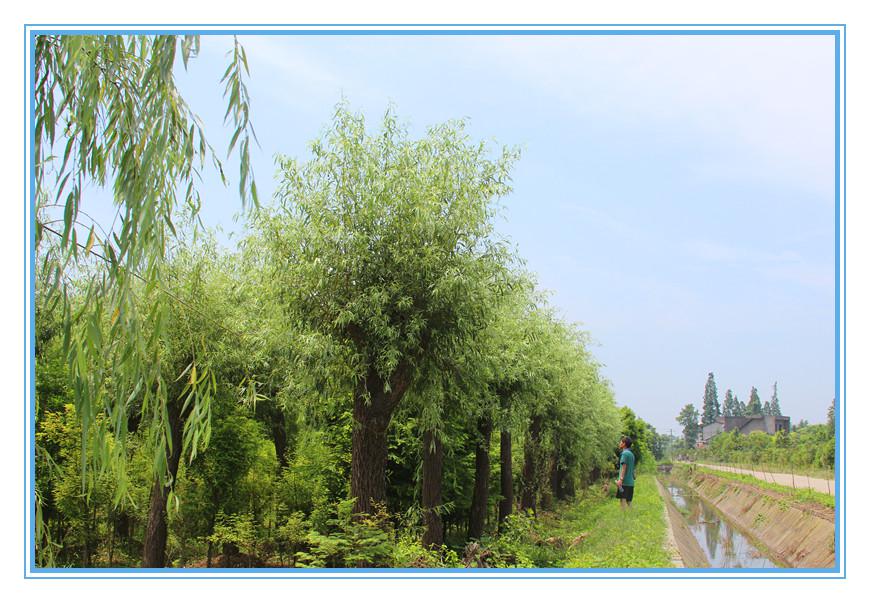 南县嘉诚苗木种植专业合作社,南县水杉,南县池杉,杉类苗木哪里好 南县嘉诚苗木种植专业合作社,南县水杉,南县池杉,杉类苗木哪里好